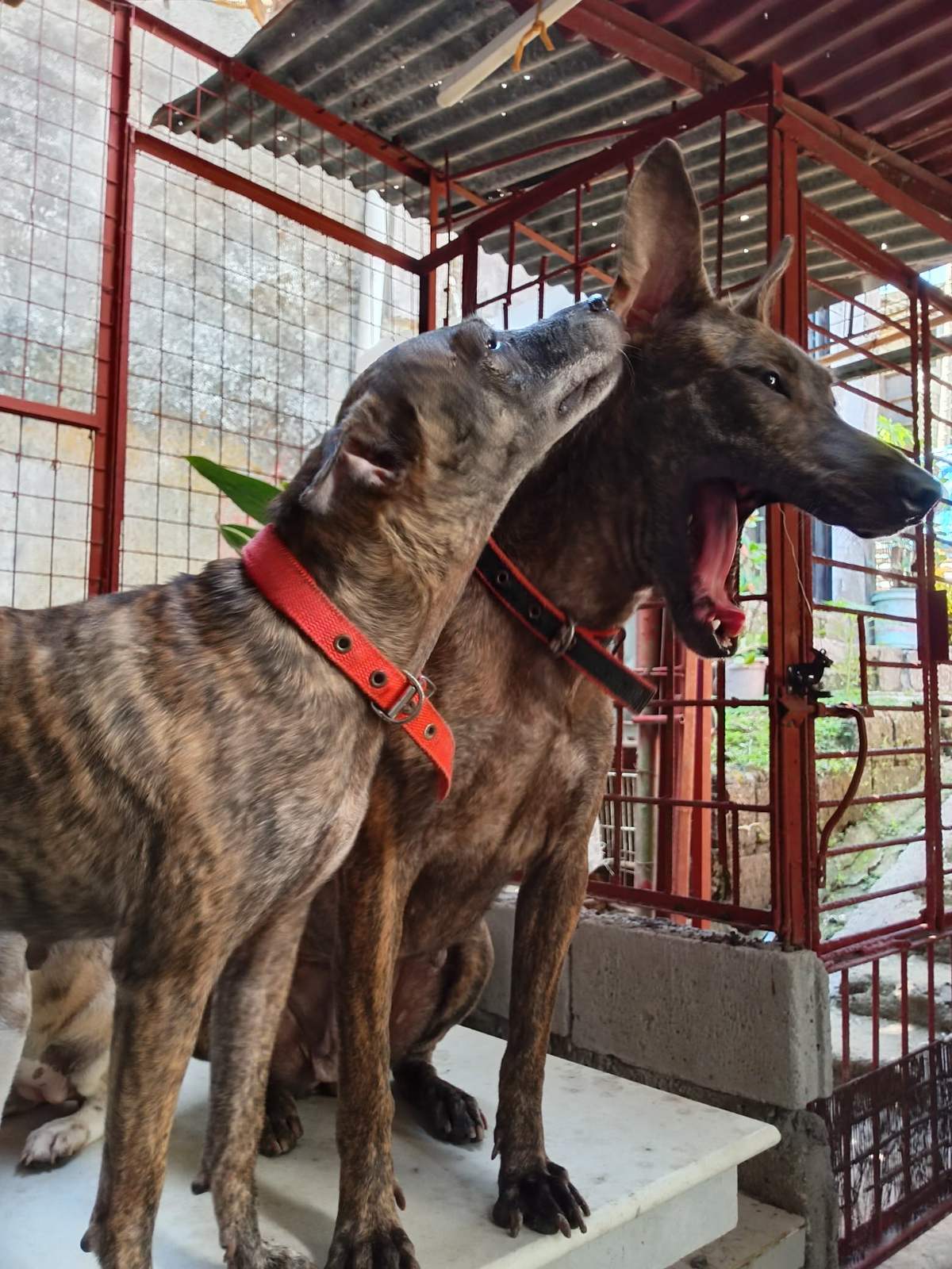 Philippine Forest Dog 2