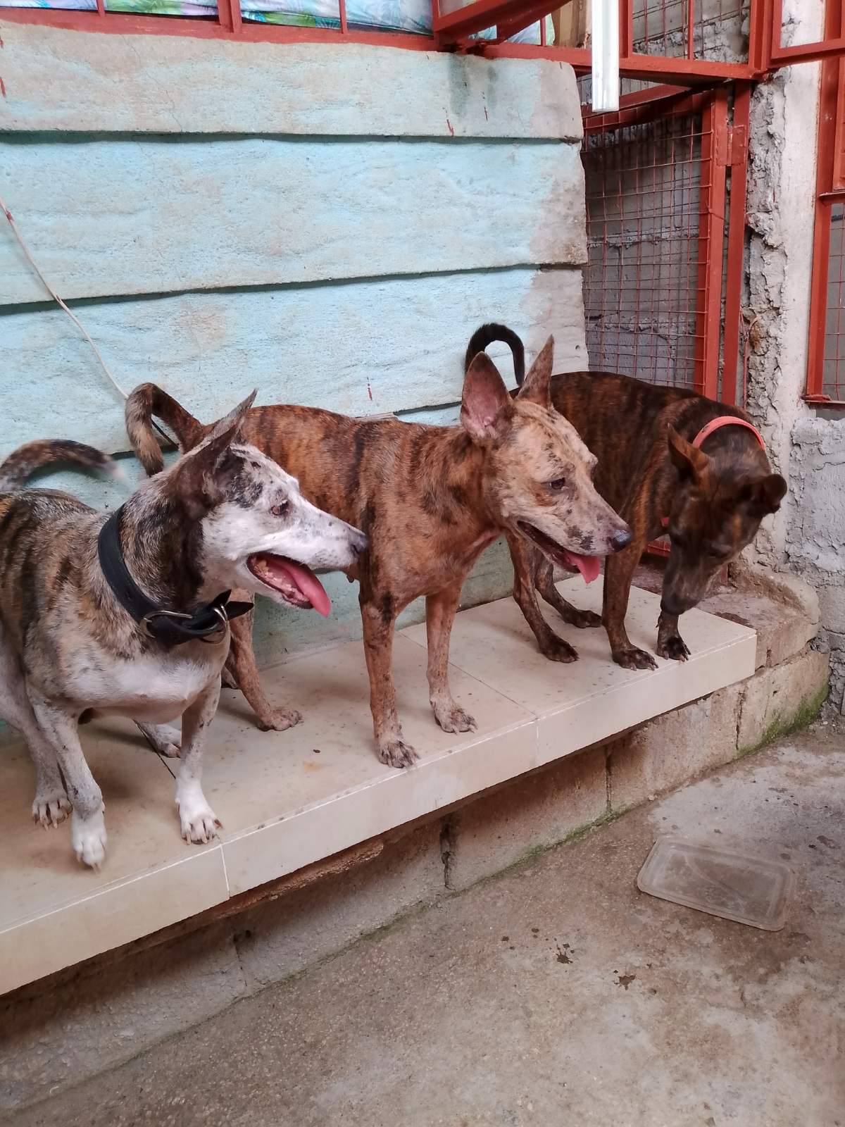 Philippine Forest Dog 4