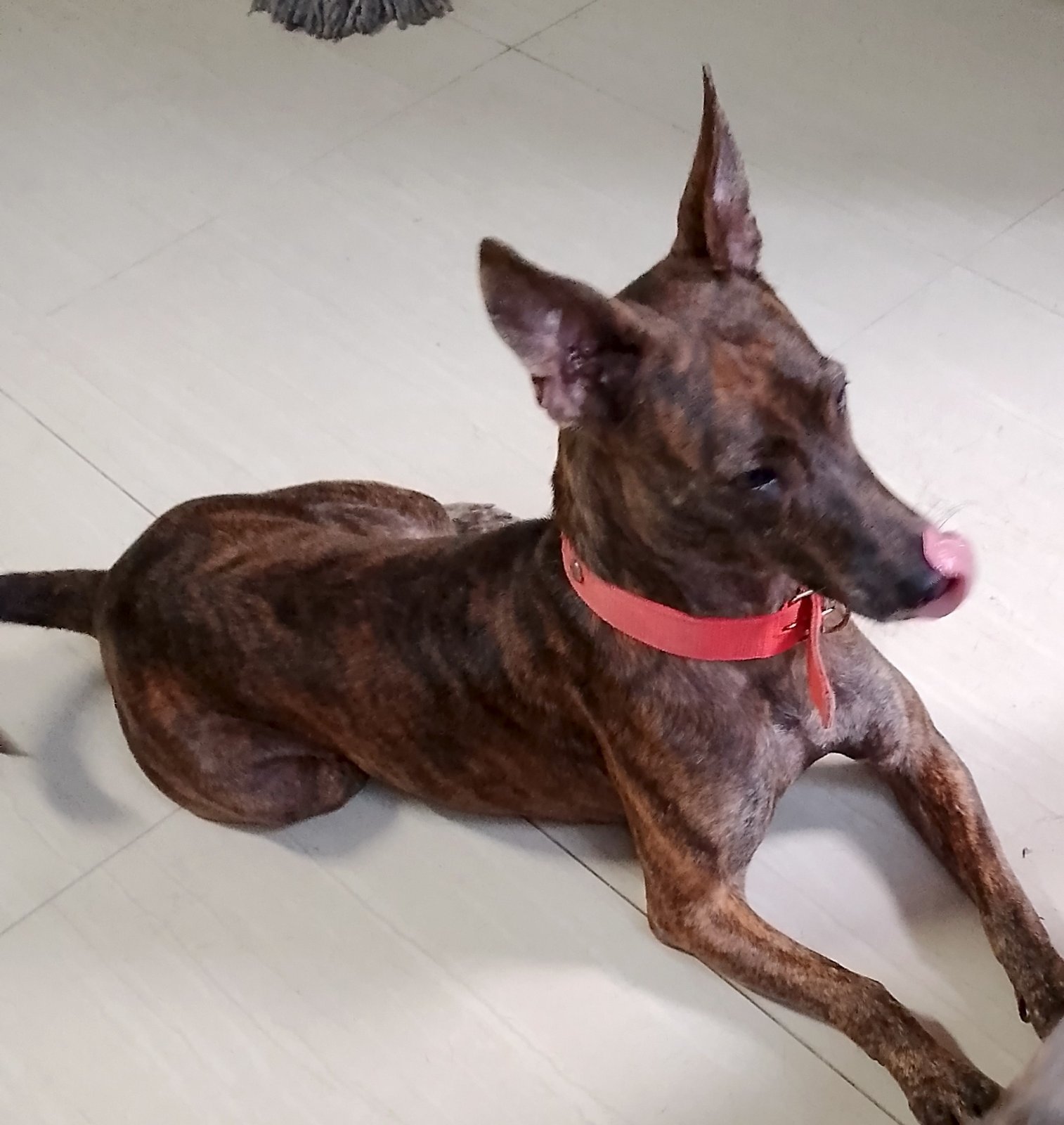 Philippine Forest Dog 5